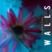 SEAWARDS: il nuovo singolo “WALLS” e live al forum di Assago per aprire le uniche due date italiane dei THE SCRIPT