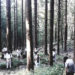 ARCANA OPERA: “L’Orso” è il primo singolo estratto dal nuovo album di prossima uscita