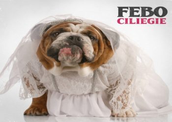 FEBO: Oggi esce in radio e in digital download il nuovo singolo “Ciliege” con in contemporanea online anche il videoclip.
