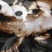 WILLY WONKA WAS WEIRD: “Muro Di Tempo (Anarchici della pulizia)” Dal 10 febbraio in rotazione radio e video