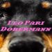 LEO PARI: Online il brano “DOBERMANN” il nuovo singolo da oggi disponibile in digitale