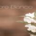 LU&ME: Svelano il nuovo singolo ‘Fiore Bianco’ un inno alla speranza e alla voglia di rinascita