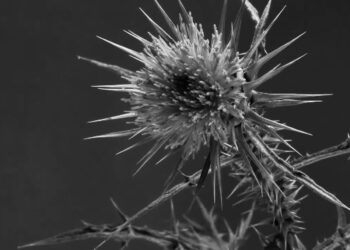 Notes: “Come Fanno i Fiori”, una traccia nell’oscurità degli abissi umani.