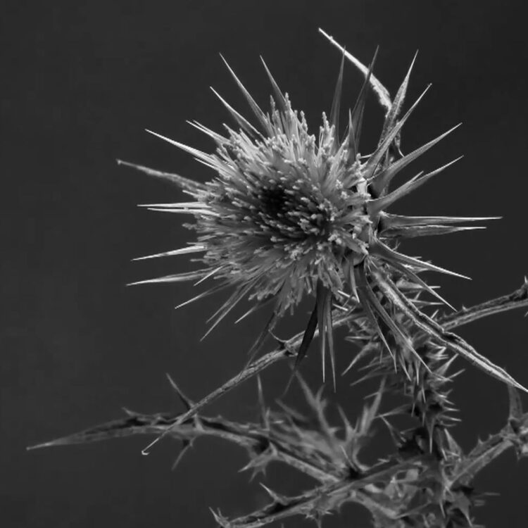 Notes: “Come Fanno i Fiori”, una traccia nell’oscurità degli abissi umani.