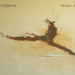 [Recensione album] “Grand Jeté” l’album d’esordio di DARIO DONT (ex voce di Blank Dirt e Don Turbolento).